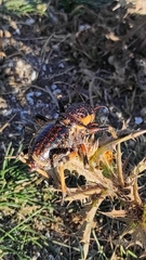 Eugaster spinulosa