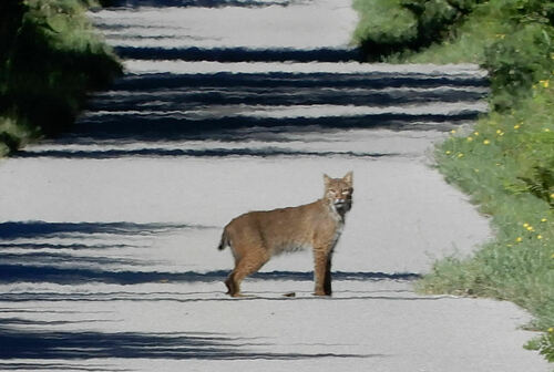 Bobcat photographed in Michigan