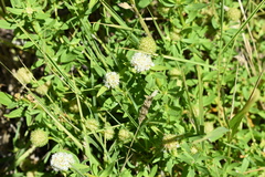 Trifolium alexandrinum