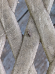 Salticus scenicus