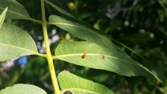 Caryomyia urnula
