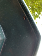 Salticus scenicus