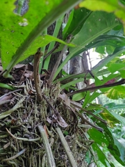 Anthurium crassinervium