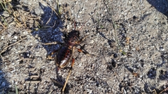 Eugaster spinulosa