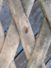 Salticus scenicus