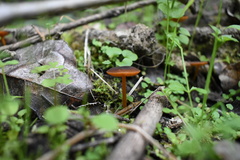 Pluteus flammipes
