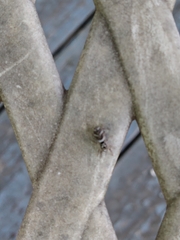 Salticus scenicus