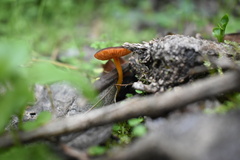 Pluteus flammipes