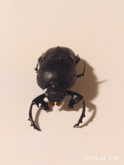 Cheironitis furcifer