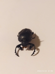 Cheironitis furcifer