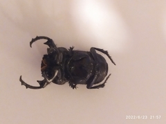 Cheironitis furcifer