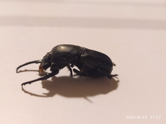 Cheironitis furcifer