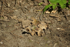 Pararge aegeria
