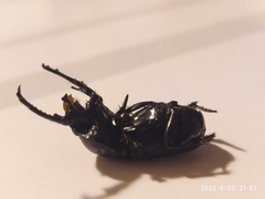 Cheironitis furcifer