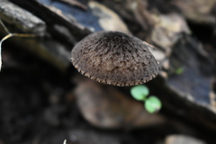 Pluteus jaffuelii