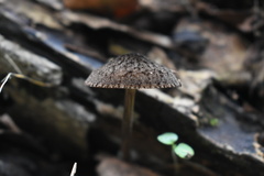 Pluteus jaffuelii