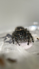 Phidippus borealis
