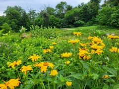 Heliopsis helianthoides