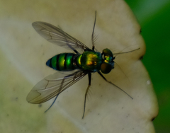 Condylostylus comatus