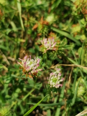 Trifolium echinatum