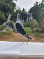 Calopteryx virgo