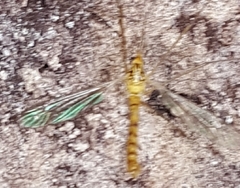 Nephrotoma virescens