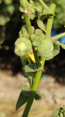 Asphondylia verbasci