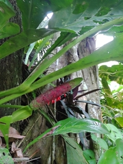 Anthurium crassinervium