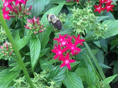 Bombus impatiens image