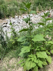 Chenopodiastrum simplex