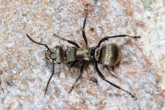 Polyrhachis cupreata