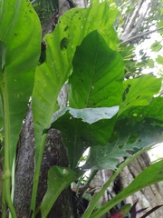 Anthurium crassinervium
