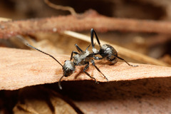 Polyrhachis cupreata