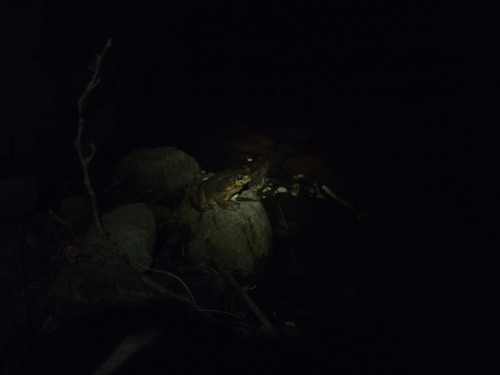 Rhinella horribilis
