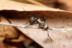 Polyrhachis cupreata