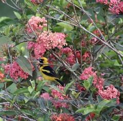 Icterus mesomelas