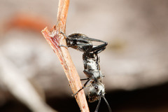 Polyrhachis cupreata