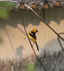 Icterus mesomelas