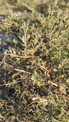 Chamaecytisus mollis