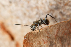 Polyrhachis cupreata