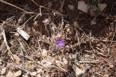 Campanula erinus