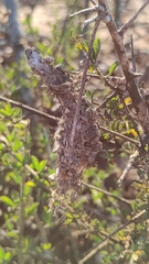 Stegodyphus lineatus