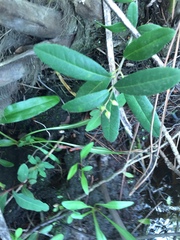 Pieris phillyreifolia