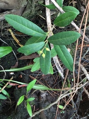 Pieris phillyreifolia