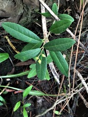 Pieris phillyreifolia