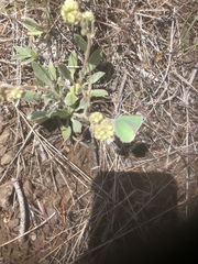 Callophrys affinis
