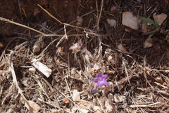 Campanula erinus