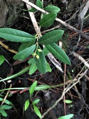 Pieris phillyreifolia