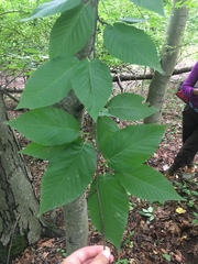 Betula lenta
