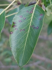 Alternaria mali